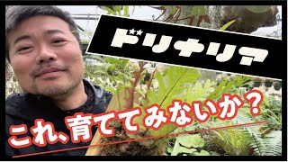 自由奔放な植物を育ててみないか⁉️ 育てかた 観葉植物 ドリナリア Drynaria 園芸 着生植物 [upl. by Anaej]