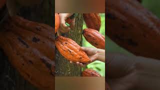 Harvest Cocoa Goes to the Market Sell harvest bushcraft cocoa [upl. by Rimidalb]