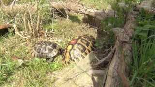 Landschildkröten  erster Tag dieses Jahr im Freigehege  2012 [upl. by Grissel]