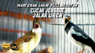 MASTERAN BURUNG JAHAT FULL BESETAN BIRD OF INDONESIA [upl. by Valerye]