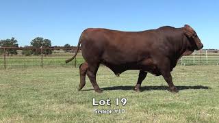 2019 Red River Bull Sale [upl. by Aitsirk196]