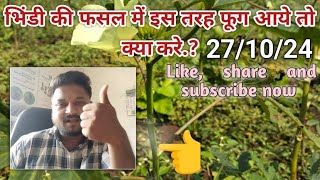 भिंडी की फसल में इस तरह फूग आये तो क्या करे PranavChaudhary MO95749 12726 [upl. by Ellenehs411]