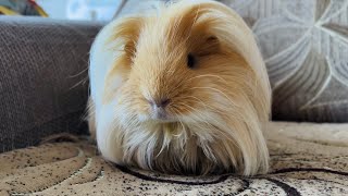 Lovely Silkie Guinea pig [upl. by Joed]