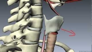 Muscles of the Larynx  Part 1  3D Anatomy Tutorial [upl. by Elexa]