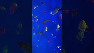 Gwalior Dubai carnival  under water aquarium  First time in Gwalior 🎡🎡🎢😎😎 [upl. by Thorwald]