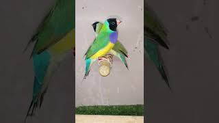 phonk music song birds allbirds musicgenre [upl. by Drofnelg]