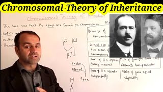 Chromosomal Theory of Inheritance Class 12 Biology Chromosome and DNA [upl. by Consolata290]