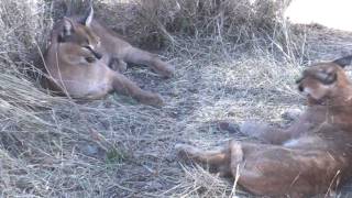 Naankuse Trip Part 2 Baboons and Caracals [upl. by Etnuhs615]