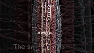 quotSarcomere The Fundamental Unit of Muscle Contractionquot [upl. by Longmire]