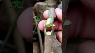 Plant grafting technique for beginners successful and satisfying usa grafting videos [upl. by Gusella]