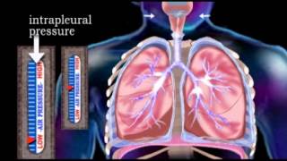 The Respiratory System Updated 2013 [upl. by Tawney]