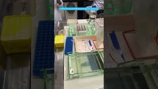 Agarose Gel Electrophoresis electrophoresis DNA analysisofnucleicacid molecularbiology [upl. by Esyli52]