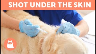 How to give a SUBCUTANEOUS INJECTION to a dog 🐶💉  StepbyStep Explanation [upl. by Lleddaw26]