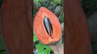 malayalam facts plant fruit gardening garden tropicalfruit mango 24 July 2024 bonsai [upl. by Rivi]