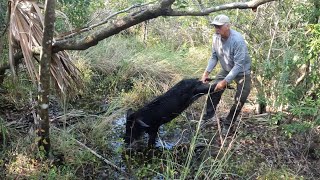 Successful Wild Hog Hunt With Yeller Dog [upl. by Erdda]