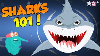 Sharks 101  Shark Facts  The Dr Binocs Show  Peekaboo Kidz [upl. by Enoch]