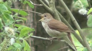 Common Nightingale song [upl. by Sivert858]