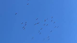 Common Crane migration in Elsenborn [upl. by Eiramik3]