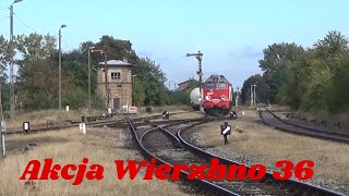 20241007 Akcja Wierzbno 36 [upl. by Enaelem]