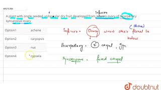 A plant with single seeded unilocaular dry fruit developed from inferiro ovary of bicarpellary [upl. by Inaffyt652]