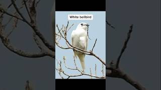 White Bellbird hppearl whitebillbird billbird yt ytshorts ytshots nature wildlife [upl. by Ydnagrub]