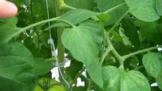 How to Grow Tomatoes  Hydroponic Beefsteak Tomatoes [upl. by Letnahc]