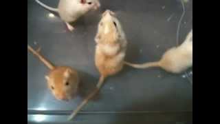 Boxing Gerbils [upl. by Ravens]