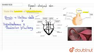 State the function of infundibulum  12  HUMAN REPRODUCTION  BIOLOGY  VMC MODULES ENGLISH [upl. by Tobi]