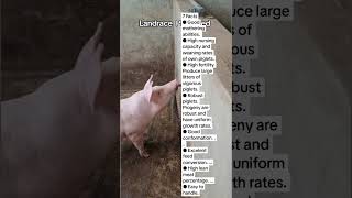 Facts About Landrace pigs breed you must know pigs pigbreeds [upl. by Ahsad]