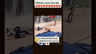 Pitbull saves boy from stray dog attack [upl. by Benjamin]