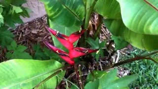 Heliconia stricta quotSunrisequot  small size Heliconia [upl. by Atnahs]