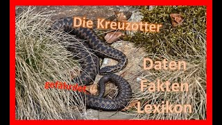 Die Kreuzotter [upl. by Idram]