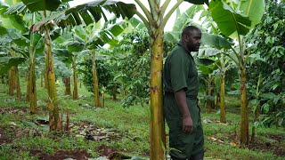 Maximize Plantain Yields Best Practices for Higher Productivity [upl. by Arrotal]