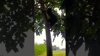 Village baby tree par chadhte hueshortvideo viralvideo villagelife [upl. by Moyers]