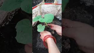 Lauki ke paudhe ko transfer kaise kare  lauki ka paudha shorts gardening lauki [upl. by Aratihc107]