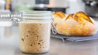 Understanding Sourdough Starter  feeding ratios leaven when to use what to feed [upl. by Raman954]