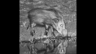 African Bushpig at Mabula Gnu [upl. by Ynohtnael599]