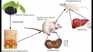 Hepatoprotective Effect of EthanolicStems Extract of Anisochilus carnosusagainst [upl. by Noirod]