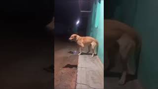 🐕 dog lovers🥰trending trendingshorts video viralvideo reels viralshorts dance [upl. by Sillyrama567]