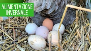 Mangime INVERNALE per galline  COME OTTENERE PIÙ UOVA [upl. by Stoughton]