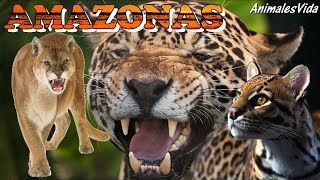 LOS FELINOS DEL AMAZONAS [upl. by Nisay]