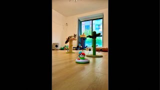 KITTENS in Their Daily Life Too Cute to Handle 2 Kittens CuteAnimals CatVideo PetLovers 😻 [upl. by Eceinehs]