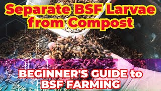 How to Separate BSF Larvae  Separating Black Soldier Fly Larvae from Compost [upl. by Renault]