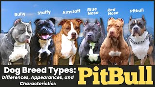 Pitbull Dog Breed Types Differences Appearances and Characteristics [upl. by Krahling647]