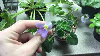 Primulina and Petrocosmea blooms and pollination [upl. by Sarah]