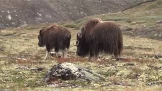 Moschusochsen I Ovibos Moschatus I Musk Ox I Buey Almizclado I Ovibos I Dovrefjell  Tierbeobachtung [upl. by Cyrillus]