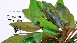 Cryptocoryne wendtii Tropica [upl. by Niras]