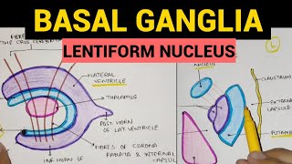 Basal Ganglia  2  Lentiform Nucleus [upl. by David]