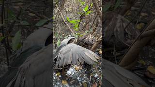 Black crowned night heron [upl. by Handel819]