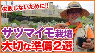 失敗しない栽培準備！家庭菜園や農園のサツマイモ栽培で種芋から苗を作る方法！良い苗を作るコツや準備方法を徹底解説！【農園ライフ】 [upl. by Roddy224]